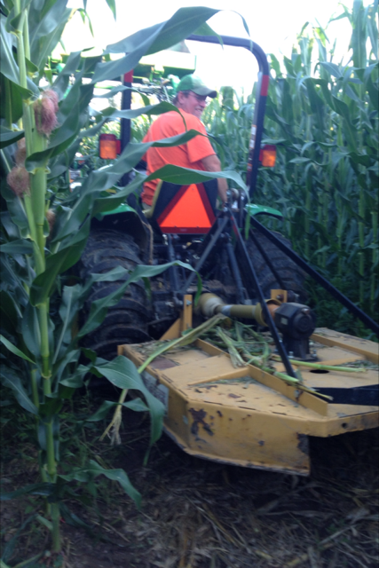 corn maze