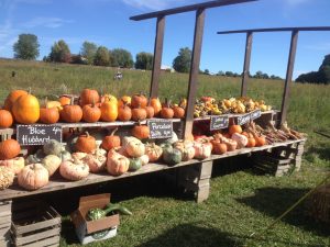 gourds and fruits